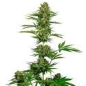 Satin Black Domina CBD (Sensi Seeds) Feminized