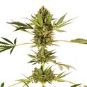 Himalayan CBD (Sensi Seeds) Feminized