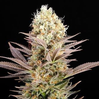 La Reina De Africa AKA Kaboom (Kannabia)  feminized