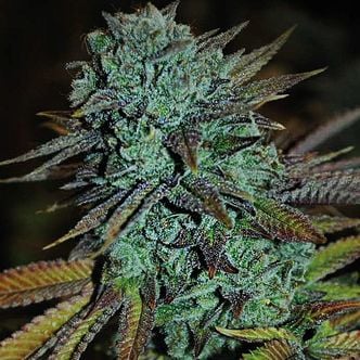 Expert Gorilla (Expert Seeds) Feminized