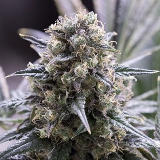 Quick Dinamed CBD (Dinafem) Feminized