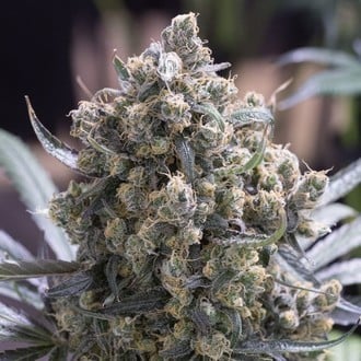 Fast Flowering Green Crack (Humboldt Seed Organization) Feminized