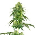 Strawberry Kush (White Label) Feminized