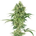 Nicole Hindu Kush (White Label) Feminized