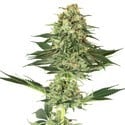 Banana Kush (White Label) Feminized