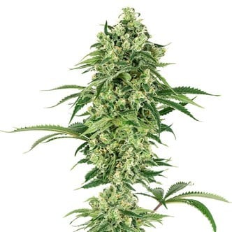 Double Banana Kush (White Label) feminized