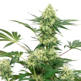 Wedding Cheesecake (White Label) Feminized