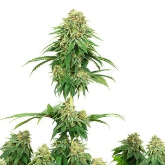 Girl Scout Cookies (White Label) feminized