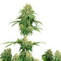 Girl Scout Cookies (White Label) feminized