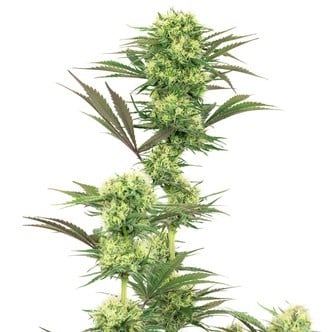 Guava Jelly (White Label) feminized