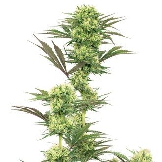 Guava Jelly (White Label) Feminized