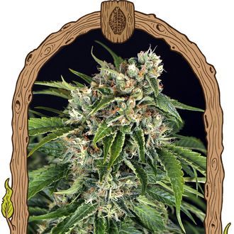 Sir Jack Auto Pure CBD (Exotic Seed) Feminized