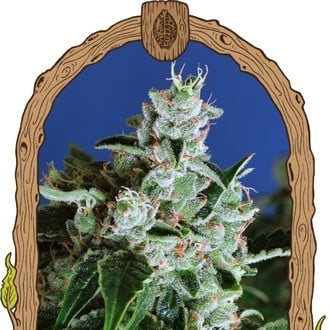 Purple Shot (Exotic Seed) Feminized