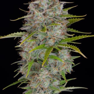Orange Sherbet Auto (FastBuds) Feminized