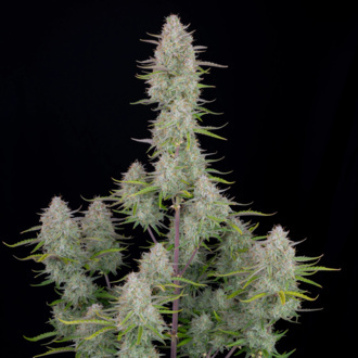 Wedding Cheesecake Auto (FastBuds) Feminized