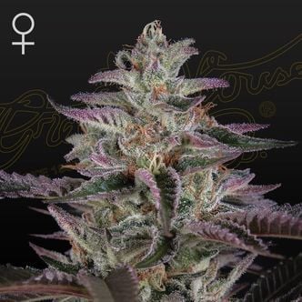 Banana Krumble (Greenhouse Seeds) feminized