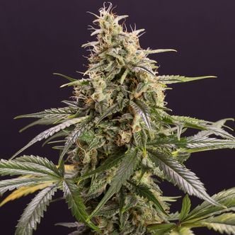 Chem-Bomb Auto (Humboldt Seeds) feminized