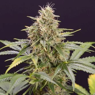 Chocolate Mint OG Auto (Humboldt Seeds) feminized