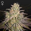 Cloud Walker (Greenhouse Seeds) feminized