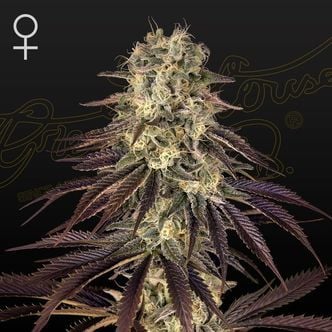 Kong's Krush (Greenhouse Seeds) Feminized