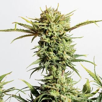 Gnomo Auto (Kannabia) feminized