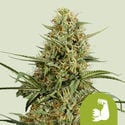 HulkBerry Automatic (Royal Queen Seeds) Feminized