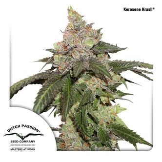 Kerosene Krash (Dutch Passion) Feminized