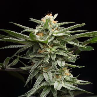 Lingerie (Humboldt Seeds) Feminized