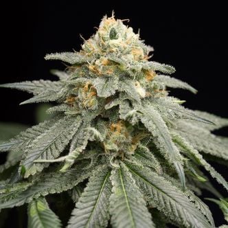 Purple Matcha (Humboldt Seeds) Feminized