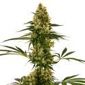 Blue Bullet Auto (Sensi Seeds) Feminized