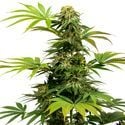 Black Harlequin (Sensi Seeds) Feminized