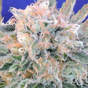 Auto Blueberry Ghost OG (Original Sensible) Feminized