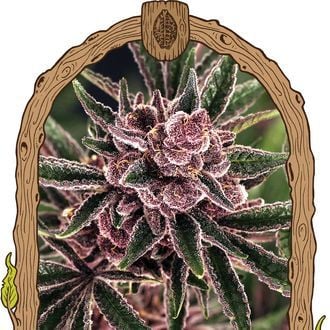 Tropical Fuel (Exotic Seed) Feminized