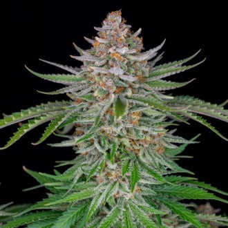 Strawberry Pie Auto (FastBuds) Feminized