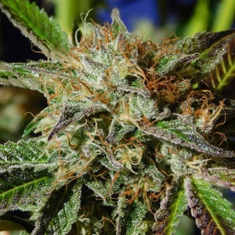 Auto Ghost Cookies (Original Sensible Seeds) feminized