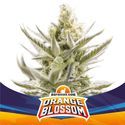 Orange Blossom XXL Auto (BSF Seeds) Feminized