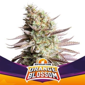 Orange Blossom (BSF Seeds) feminized