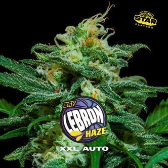 Lebron Haze XXL Auto (BSF Seeds) Feminized