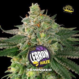 Lebron Haze (BSF Seeds) Feminized