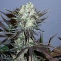 Killer Glue (Little Chief Collabs) Feminized