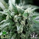 Kuchi (Devil Harvest Original) feminized