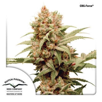 CBG-Force (Dutch Passion) feminized