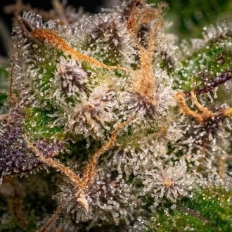 Runtz Automatic (Zamnesia Seeds) Feminized