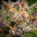 Runtz Automatic (Zamnesia Seeds) Feminized