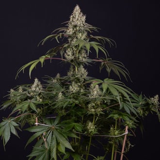Runtz Automatic (Zamnesia Seeds) Feminized