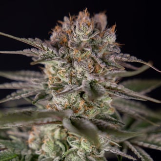 Runtz Automatic (Zamnesia Seeds) Feminized
