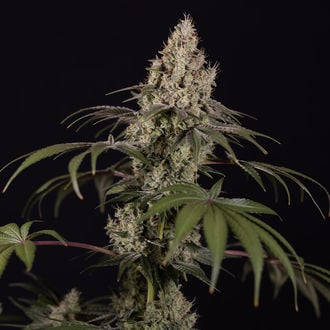 Runtz Automatic (Zamnesia Seeds) Feminized