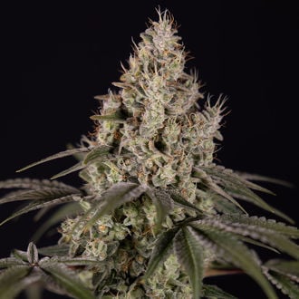 Runtz Automatic (Zamnesia Seeds) Feminized
