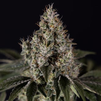 Runtz Automatic (Zamnesia Seeds) Feminized