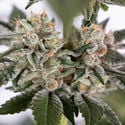 Runtz Automatic (Zamnesia Seeds) Feminized